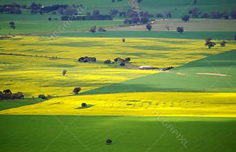 Colorful Australian Meadows