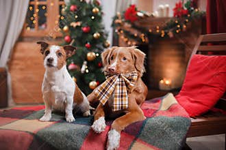 Dog Jack Russell Terrier and Dog Nova Scotia Duck Tolling Retriever holiday, Christmas