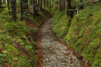 Ancient Roman cobbled road excavated in forest