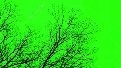 Branches On Green Screen