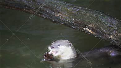 Otter eat small fish in pond, in HD