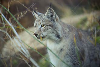 Lynx Thinking