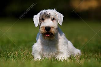 Sealyham Terrier portrait