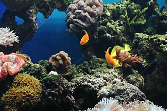 Underwater Paradise of Coral Formations and Colorful Reef Fish