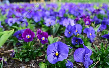Purple and blue flowers in a garden