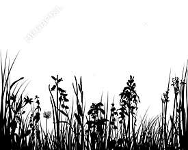 Grass and flowers