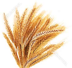 Wheat ears