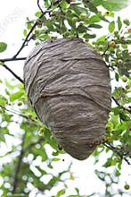 Beehive