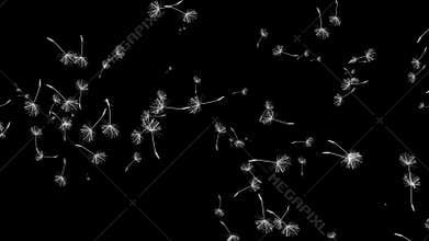 Dandelions flying