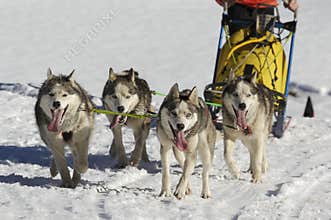 Sleddog race