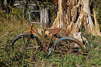 Old bicycle next to a decaying tree