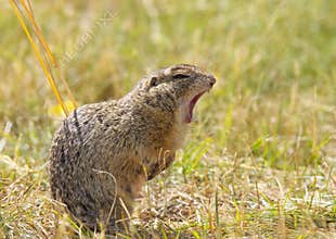 Yawning Ground Squirrel