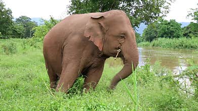 Asian elephant in Thailand