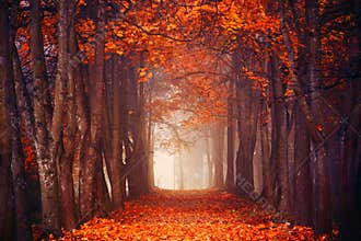 Autumn forest