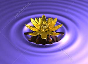 Golden lotus water lily on lake
