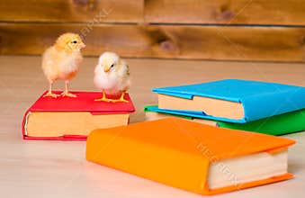 Two yellow alive chickens with pile of books