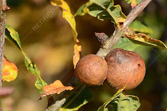Oak tree in autumn with oak gall