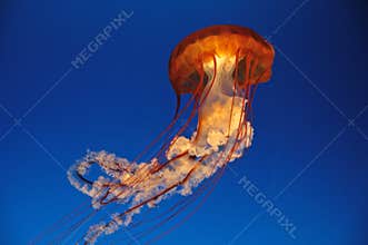 Jellyfish