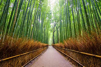 Path to bamboo forest, Arashiyama, Kyoto, Japan