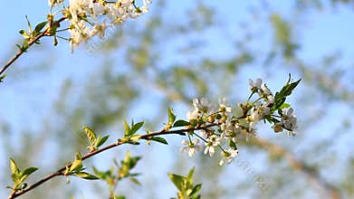 Video of a plum tree flower