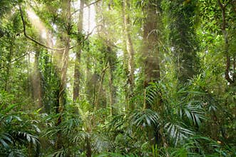 Light in the rainforest
