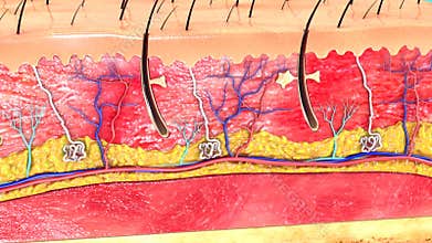 Skin Anatomy