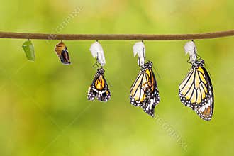 Transformation of common tiger butterfly emerging from cocoon