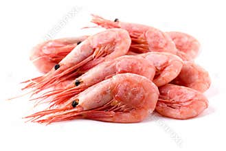 Shrimps