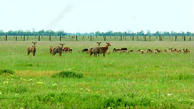Herd of wild mammals in the steppe