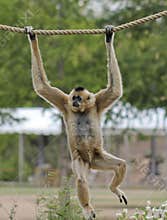 A Gibbon, Hylobates, Hangs from a Rope