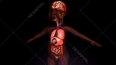 Baby Anatomy