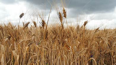 Wheat field Wind