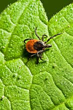 Adult female tick - Ixodes ricinus
