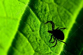 Adult female tick - Ixodes ricinus