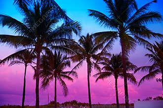 Miami Beach South Beach sunset palm trees Florida