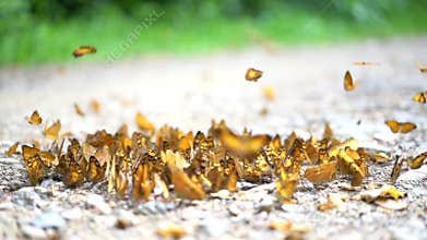 Colorful Monarch butterflies in slow motion HD, wildlife habitat on soil ground