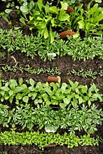 Different vegetable seedlings with marking labels