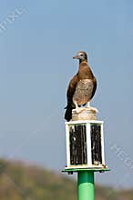 Seabird perched on buoy