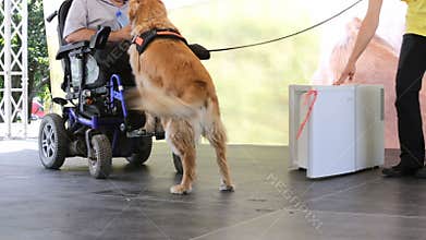 Guide and assistance dog water