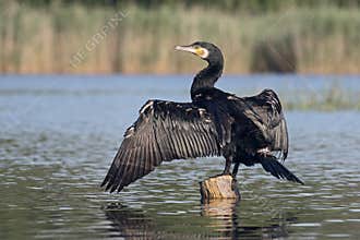 Great cormorant, Phalacrocorax carbo