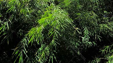 Bamboo in gentle breeze