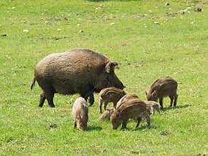Wild boars