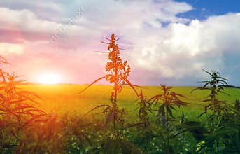 Field with cannabis . marijuana bush at sunset