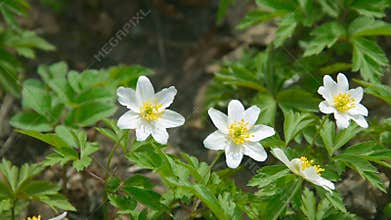 Small yellow and white flowers