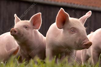Two Curious Piglets