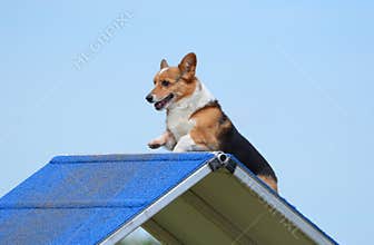 Pembroke Welsh Corgi at a Dog Agility Trial