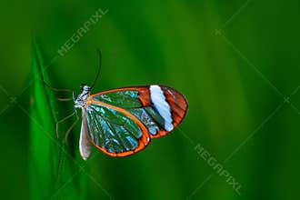 Nero Glasswing, Greta nero, Close-up of transparent glass wing butterfly on green leaves, scene from tropical forest, Costa Rica,