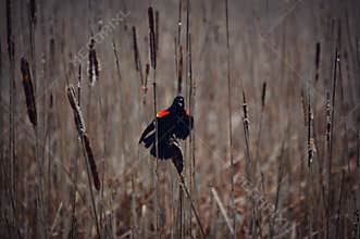 Red Winged Blackbird on Cattails