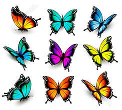 Collection of colorful butterflies