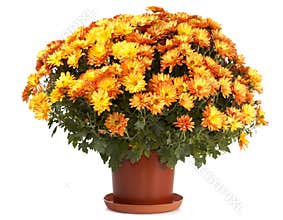 Chrysanthemums in flowerpot